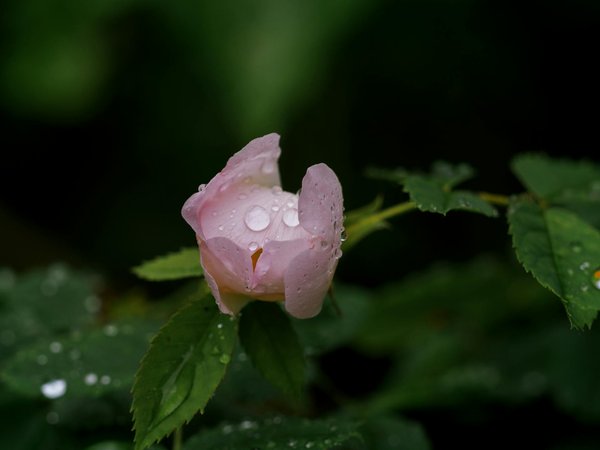 Comment aménager un petit jardin en un espace de jeux sûr et stimulant pour vos enfants ?